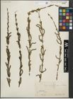 Foto von Salix purpurea L.
